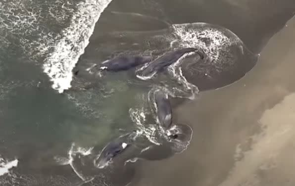 日本千葉縣 4 頭抹香鯨集體擱淺，一天後堪察加半島發生強震引熱議，專家稱兩者無直接證據關聯。（來源：TBS NEWS DIG Powered by JNN@YouTube）