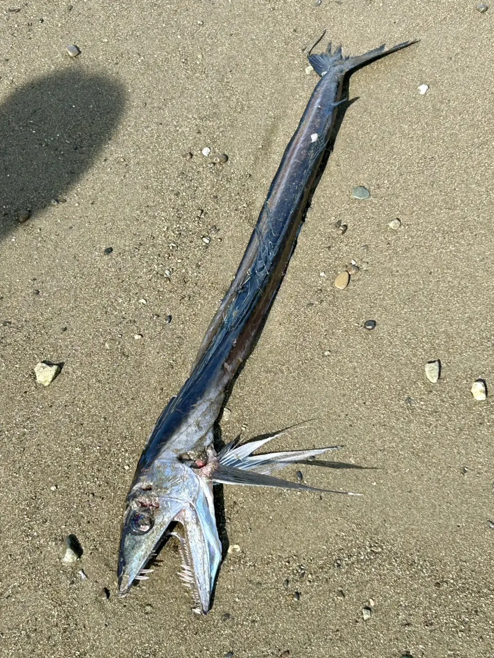 日本海岸意外發現長牙利齒與尖刺背鰭兩種奇魚，網友聯想為地震前兆引發熱議，專家鑑定為長吻帆蜥魚、雨印鯛，澄清物種出沒和地殼震動毫無關連。（來源：natsukiaqa@X）