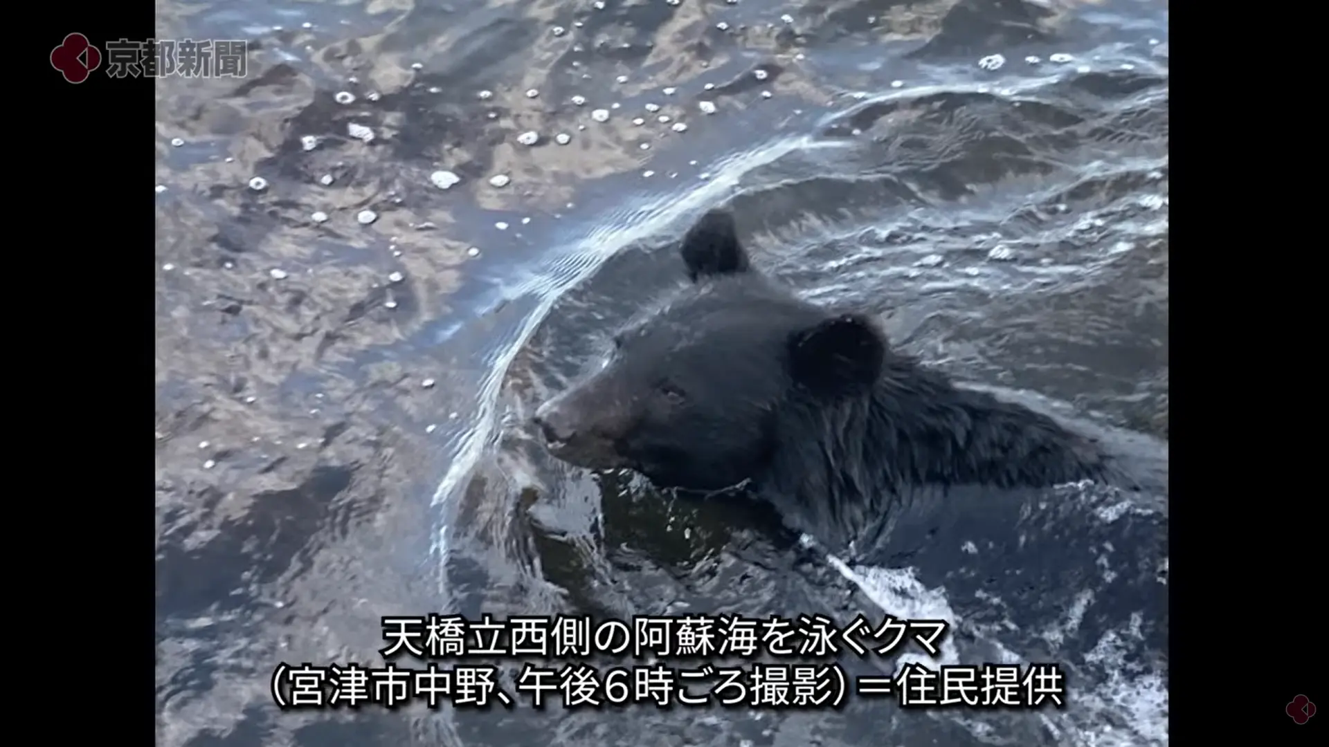 日本京都天橋立驚傳黑熊出沒，成年月輪熊遊海闖入住宅區，當局封鎖景區戒備，晚間以麻醉槍成功捕獲無人傷亡，同時揭露黑熊頻繁靠近人類區域的生態隱憂。（來源：京都新聞@YouTube）