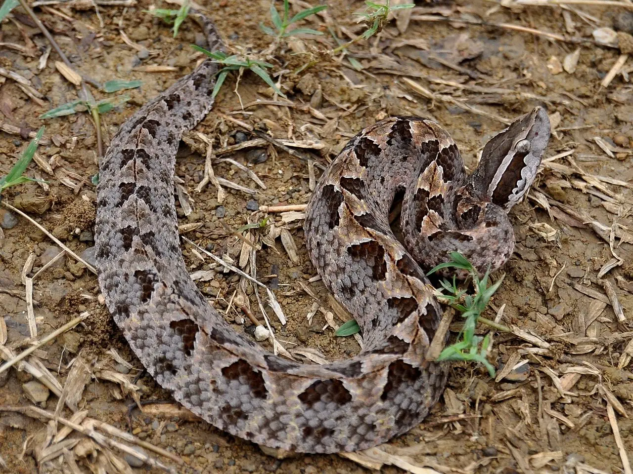 有經驗的警察一眼就覺得不對勁——這很可能是馬來亞蝮蛇(又稱紅口蝮,學名:Calloselasma rhodostoma),泰國境內最兇狠的毒蛇之一。(來源:wikipedia)