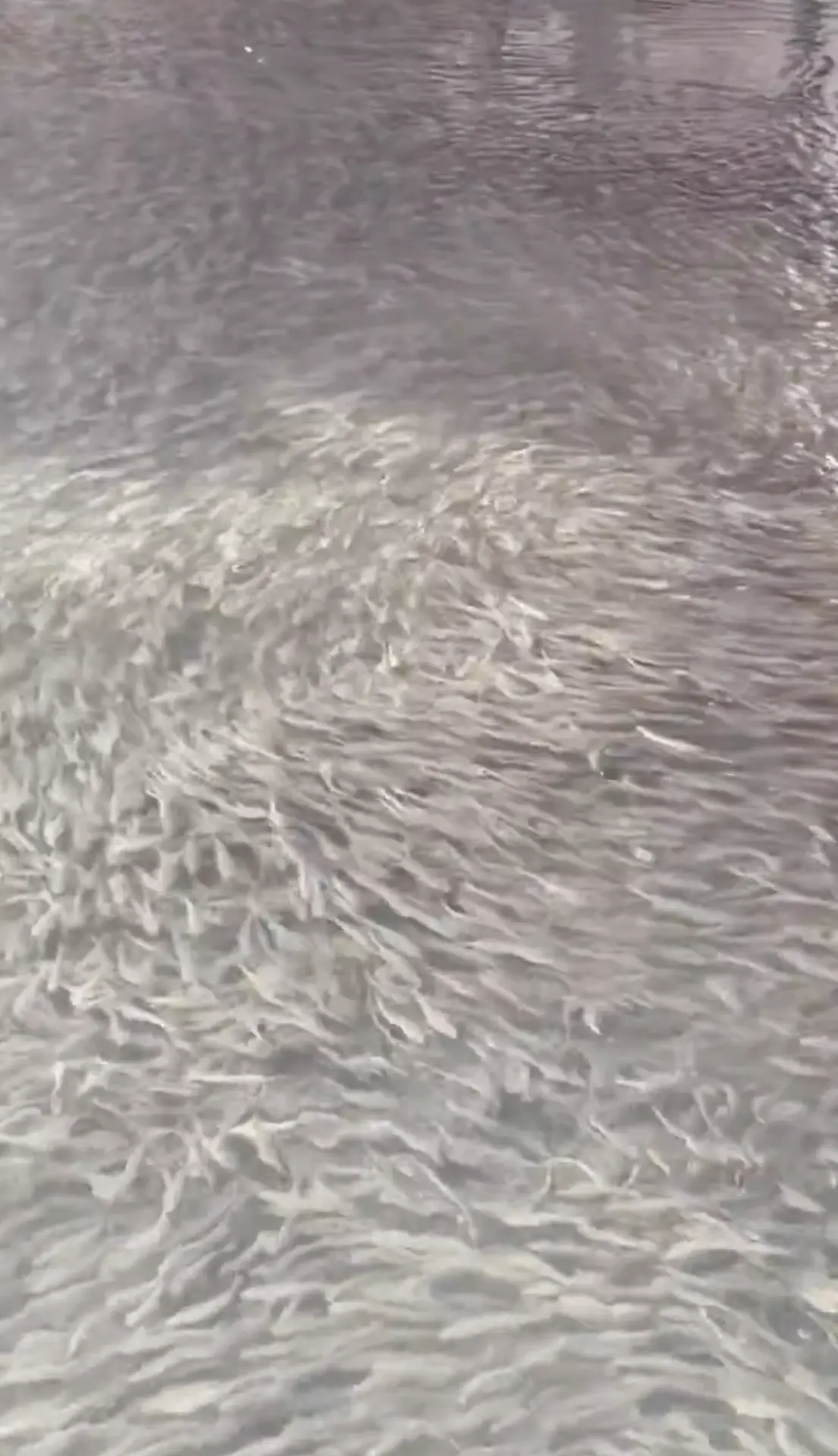 在社群平台X上，也有網友分享這個奇怪現象，引發日本網友熱議說：「阪神大地震前似乎也曾出現過類似狀況」、「大量魚群突然出現，可能是大地震的前兆」，還有人歪樓討論「道頓堀川什麼時候變得這麼清澈？」。(圖：ganbareore114@X)