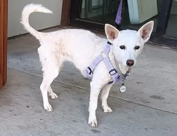 十歲傑克羅素梗犬露娜（Luna）於黃石國家公園（Yellowstone National Park）失蹤34天，在灰熊、郊狼環伺的荒野求生，搜救團隊利用主人氣味設置誘捕籠，順利尋回，與主人喜極而泣重逢。（來源：Norris Ark Rescue 501c3@FB）