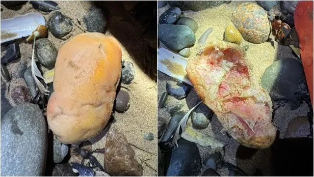 英國坎布里亞郡恩斯灣海灘出現酷似人類膝蓋骨的肉色物體，引發民眾恐慌報案，警方與海巡到場調查，最終證實為海鞘（Sea Pork）與心形海膽，整起事件純屬虛驚一場。（來源：Furness Coastguard@FB）