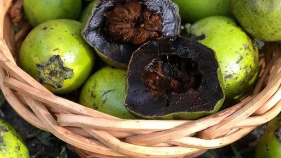 中國最難吃的6種水果，你敢挑戰幾種？的封面圖片