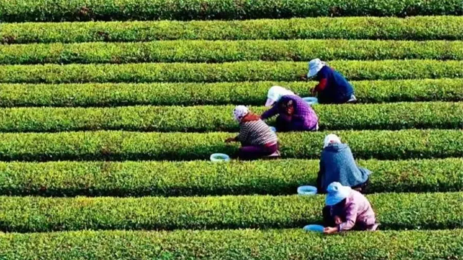 中國綠茶：原來不止兩三百種？各省特色好茶一次看夠的封面圖片
