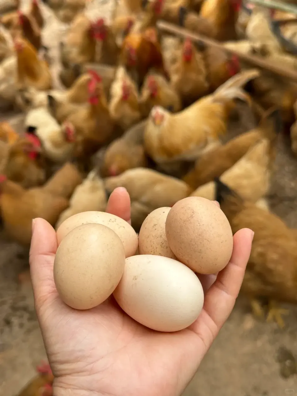事實上，土雞、柴雞、走地雞皆為民間說法，學名統一為 Gallus domestiaus，本質都是散養雞所產的蛋。（來源：小紅書）