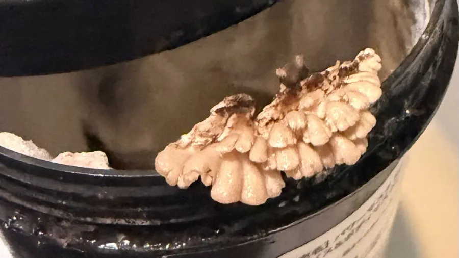 無添加保養品翻車！日本網友親遇長菇狀況，潛在寄生風險超嚇人的封面圖片