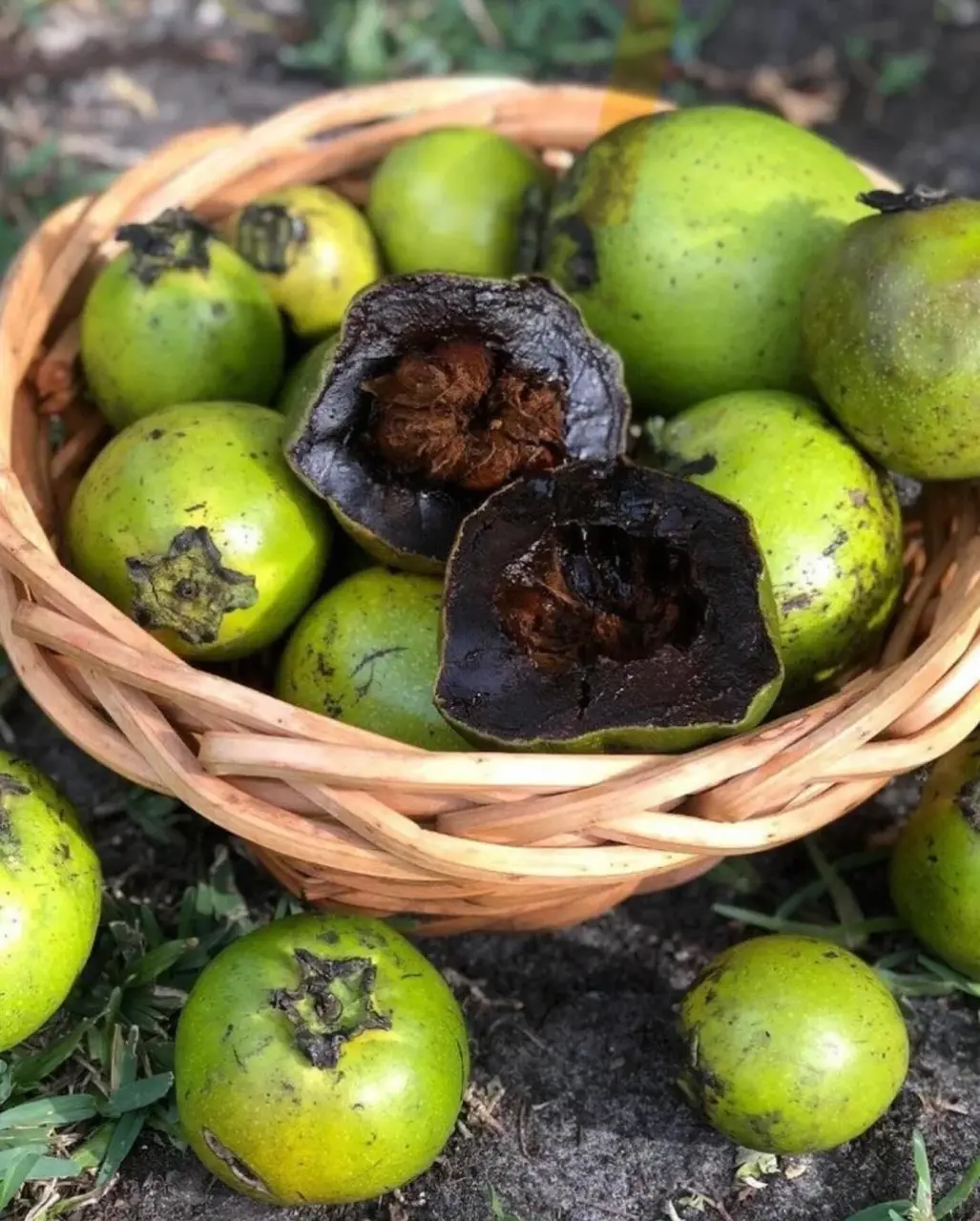 黑肉柿（來源：小紅書網友）