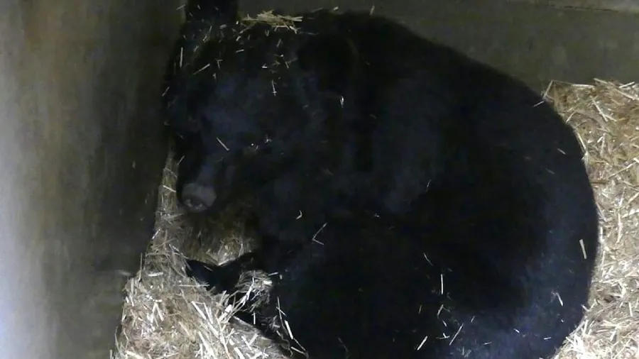 全日本罕見！盛岡動物園「熊冬眠限定體驗」秒殺搶空的封面圖片