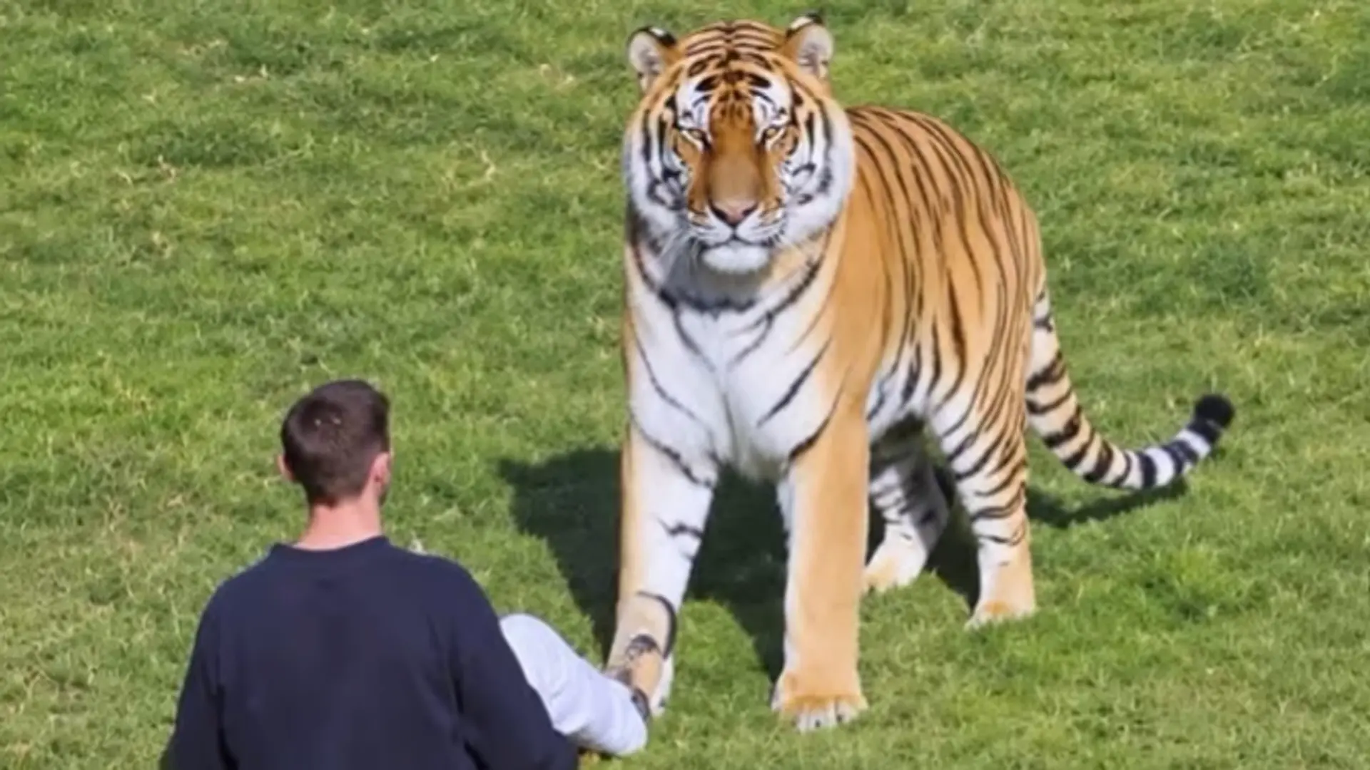 英國南約克郡約克郡野生動物園（Yorkshire Wildlife Park）爆發虎口悲劇，男子擅自闖入老虎圍欄遭攻擊，搶救無效當場不治，園區緊急閉園兩日，警方呼籲民眾勿轉發肇事影片。（來源：AME NEWS@YouTube）