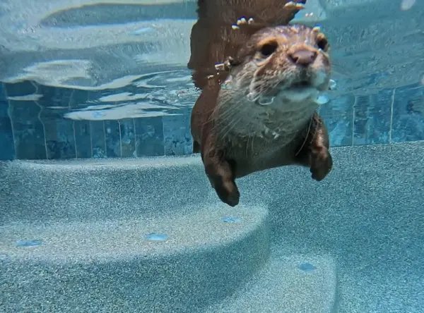 在美國佛羅里達州，有一隻名叫Splash的小爪水獺，硬是靠著過人的本領，成為當地搜救隊裡的「水下偵探」。（來源：splashsarotter2024@IG）