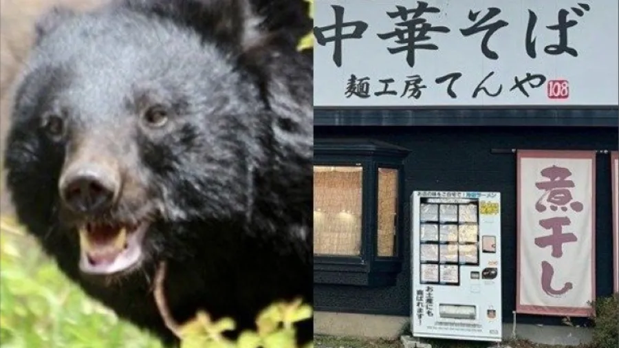 日本青森拉麵店慘遭熊襲！「傳奇」員工重傷停業，補助金竟分文未到？的封面圖片