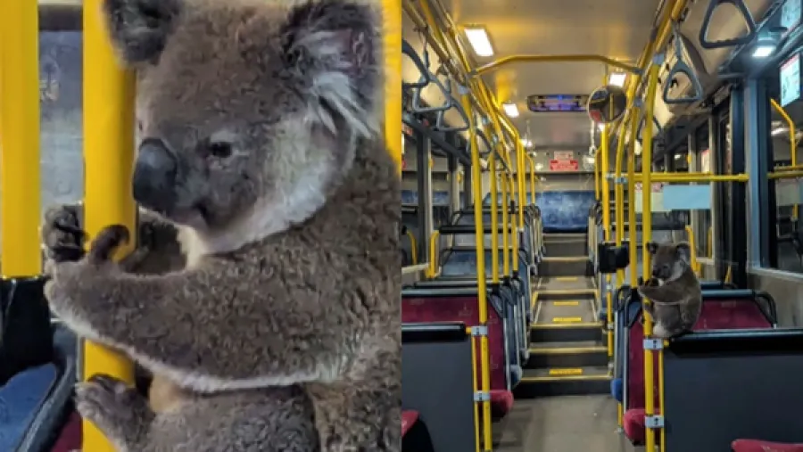澳洲公車驚現「毛絨乘客」？竟是1歲無尾熊乖乖搭車！的封面圖片