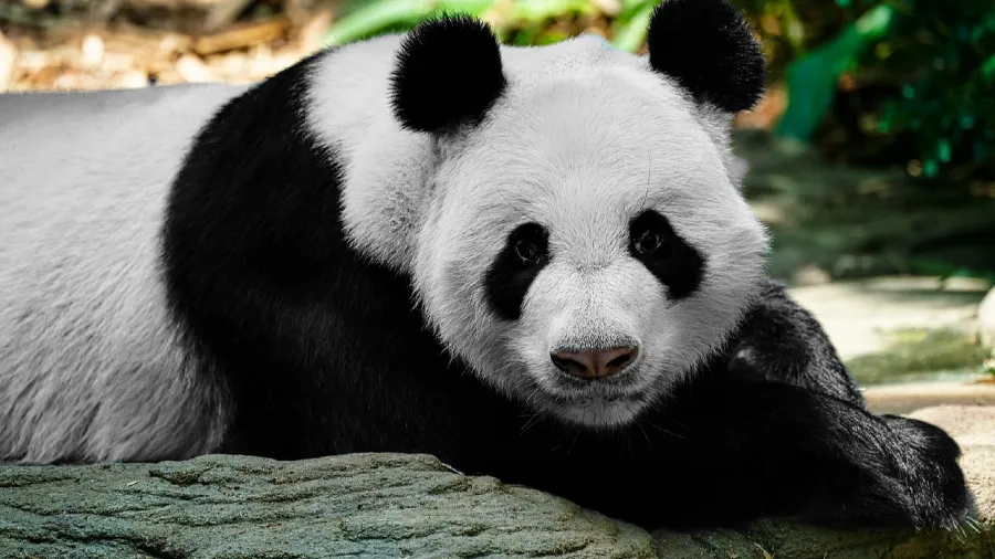 原來哺乳動物也想「炫彩出鏡」，只是先天條件不允許啊！的封面圖片