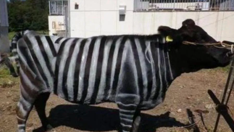 斑馬條紋牛?!日本研究團隊靠這招得搞笑諾貝爾獎的封面圖片