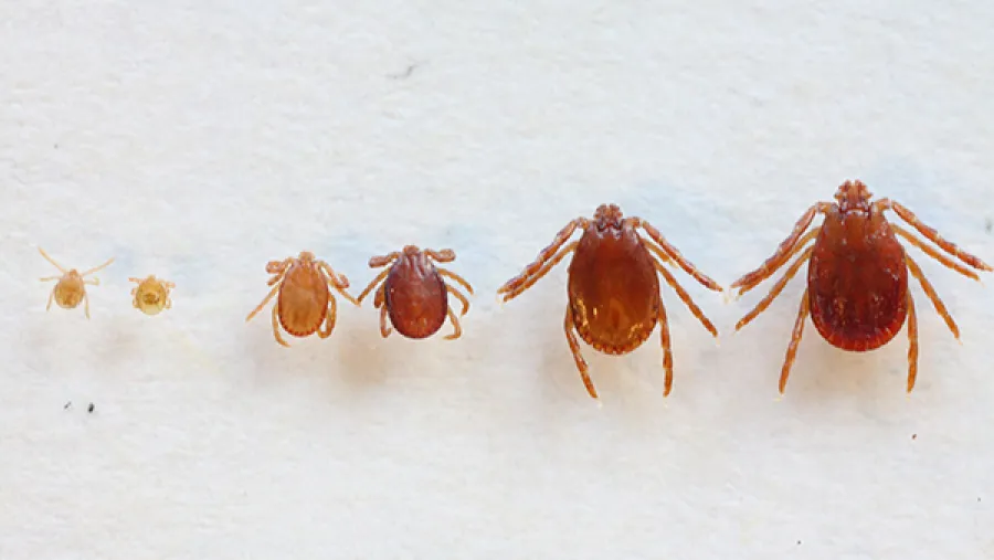 日本「3 毫米最凶生物」比熊害奪命多，初期症狀像感冒超難察覺的封面圖片