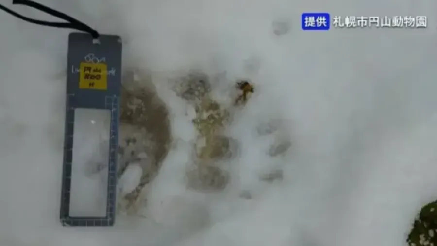 日本熊害肆虐，札幌動物園驚現棕熊足跡！的封面圖片
