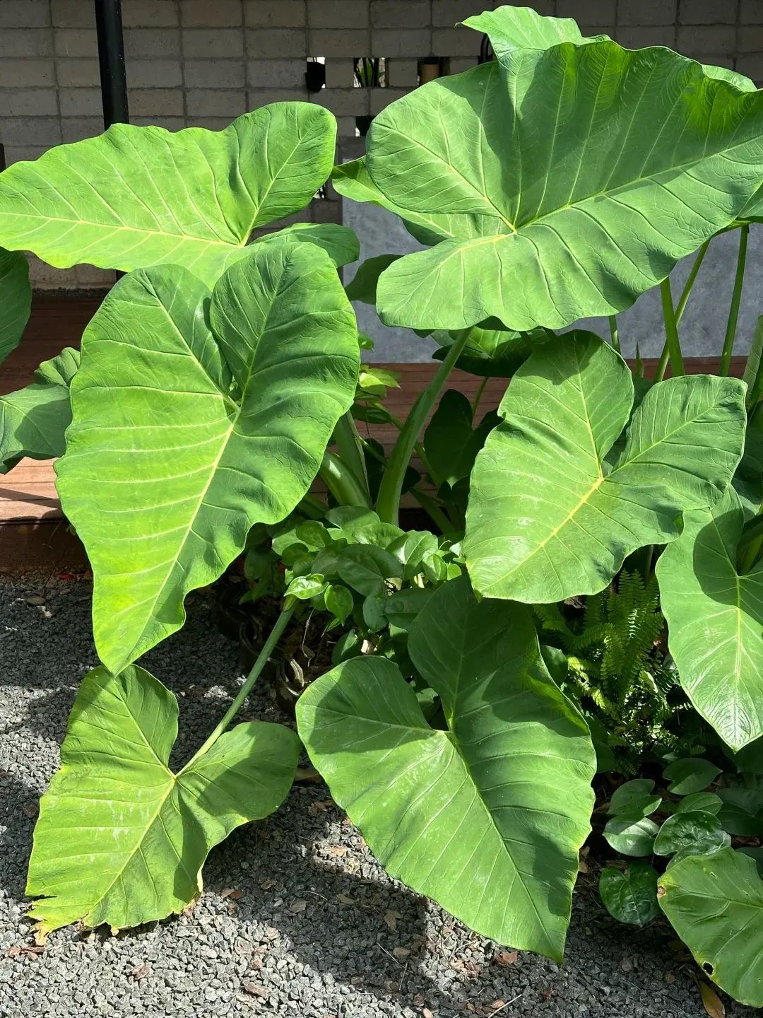 姑婆芋葉面油亮、色澤濃綠，樣貌溫和雅致，在日本是十分熱門的室內觀賞植物，大創等百元商店經常販售包裝完整的小盆栽。（示意圖來源：小紅書網友）