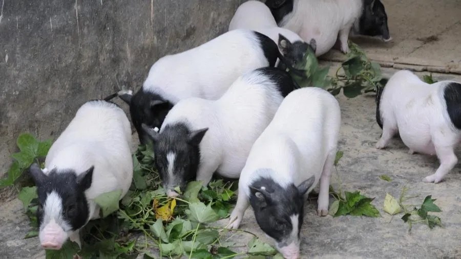 豬肺也能當「替補」?中國研究讓器官移植不再「等不起」的封面圖片