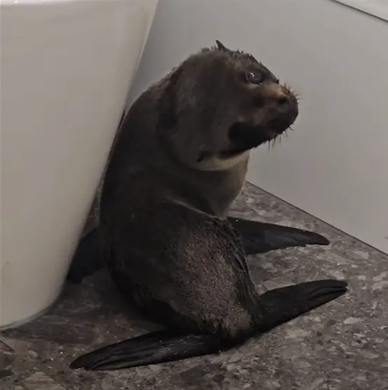 紐西蘭酒吧闖入不速之客？竟是搶吃鮭魚的小海豹！（來源：Sprig + Fern The Meadows@FB）