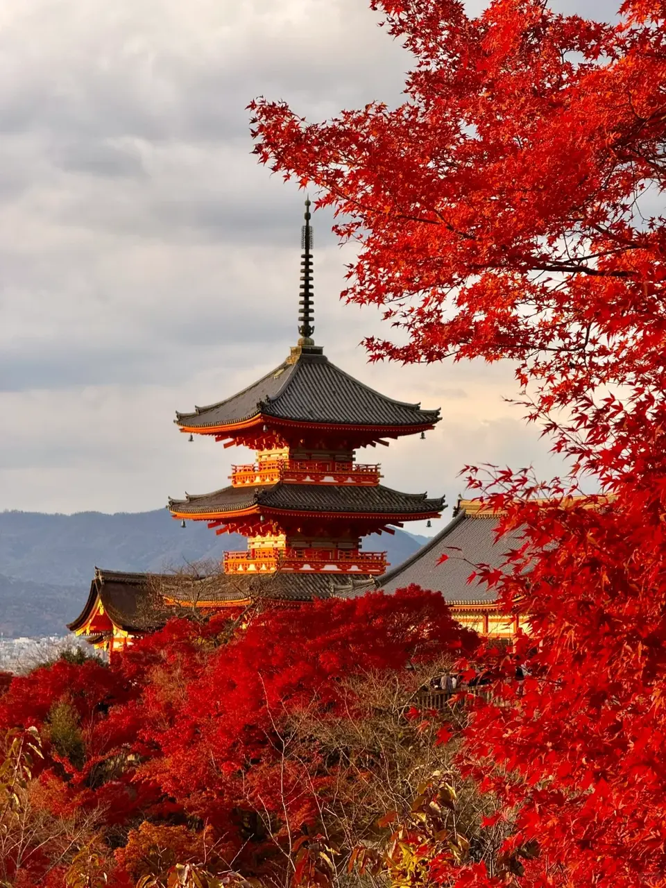 向來是日本旅遊熱門地的京都，每逢櫻花季、楓紅季等觀光旺季，核心區域飯店房價輕易就能突破一晚兩萬日圓，甚至一房難求。（示意圖來源：小紅書網友）