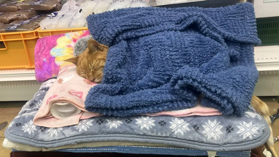 日本蔬果店「貓店長」上班摸魚！奢華床位配毛毯，萌暈660萬網友的封面圖片