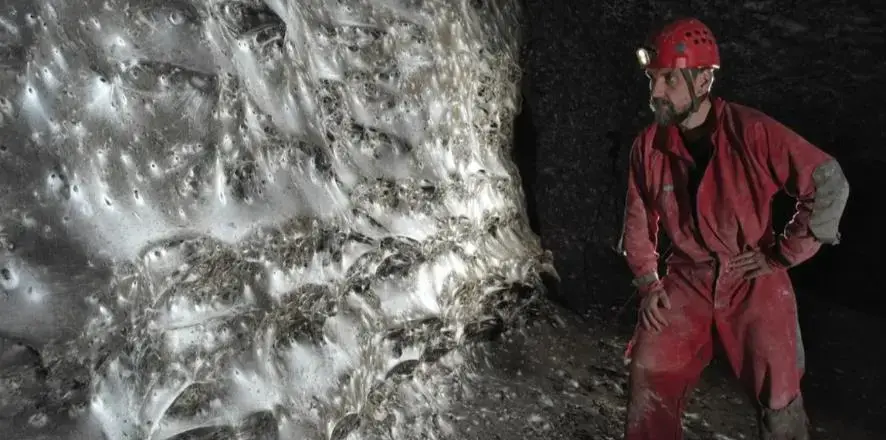 阿爾巴尼亞與希臘邊界硫磺洞穴中，發現可能為世界最大的蜘蛛網，棲息 11 萬隻蜘蛛，含棚蛛與 Prinerigone vagans。（來源：《地下生物學》期刊）