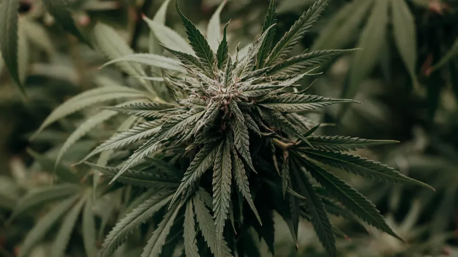 一天合法、全年禁止，尼泊爾濕婆節為何對大麻開綠燈？的封面圖片