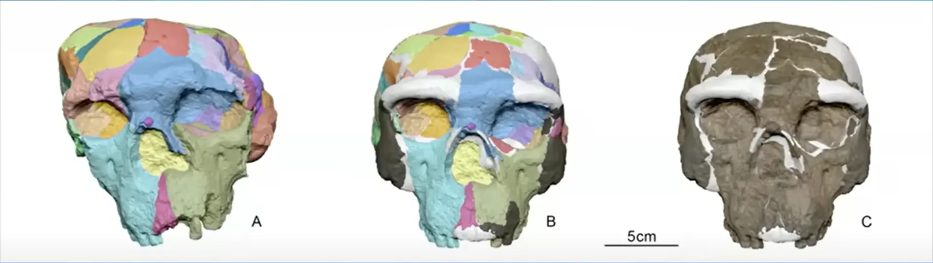中國湖北出土的碎骨頭靠「數位復活」，智人起源時間直接提前40萬年！（來源： ABC News@YouTube）