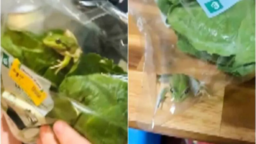 澳洲超市奇葩插曲！生菜包藏活蛙，屋主放生還配專屬BGM的封面圖片