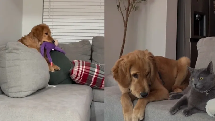 與貓共養的金毛會變「貓」？踩奶畫面讓人跌破眼鏡！的封面圖片