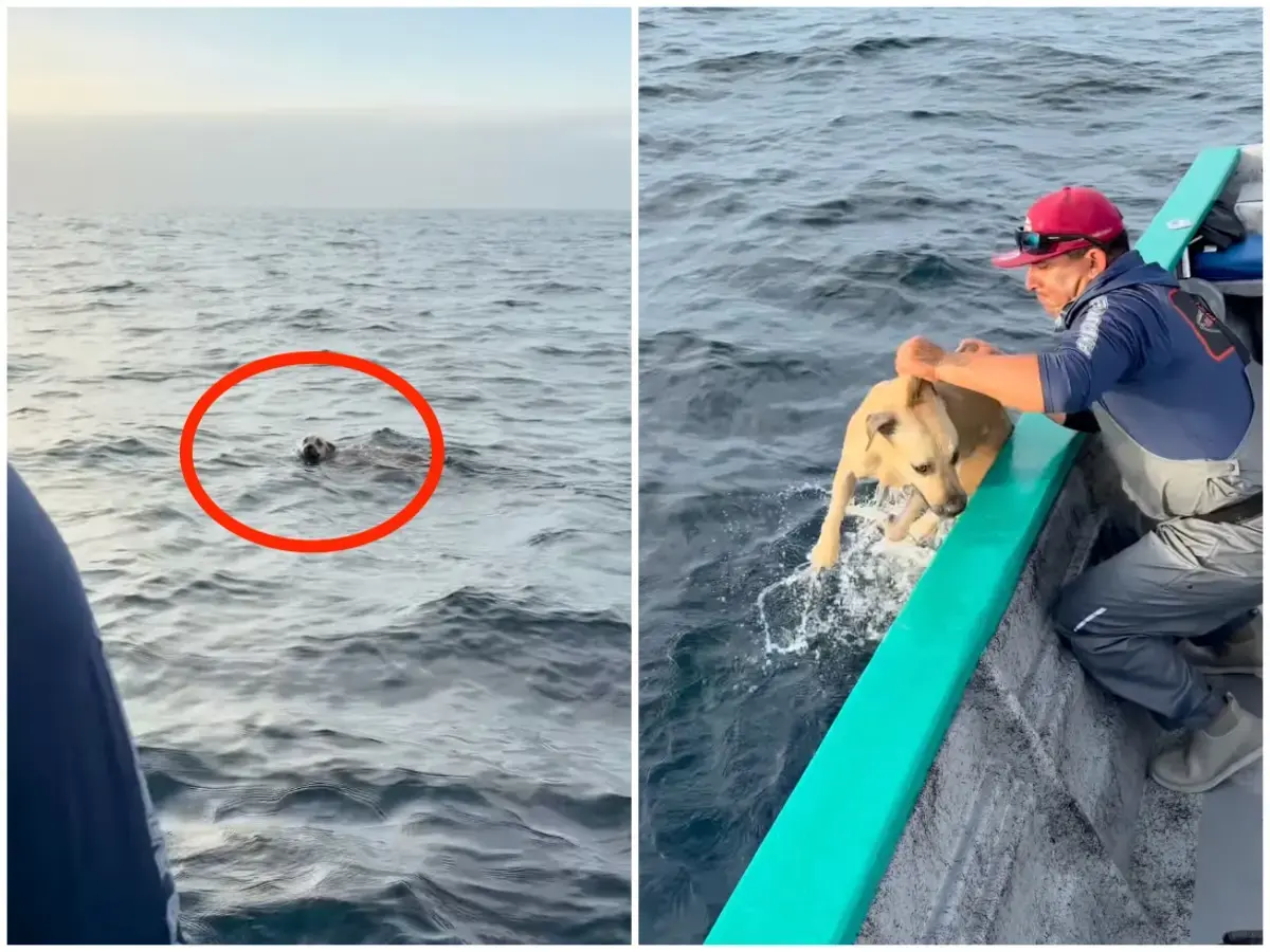 墨西哥塞德羅斯島外海，釣魚船隊意外發現疲憊落水的小狗，船員暖心救援並細心照料。毛孩登船後迎來漁獲大豐收，返航後更奇蹟遇見熟人，順利重回主人身邊。（來源：Tag_Cabo_Sportfishing@IG）