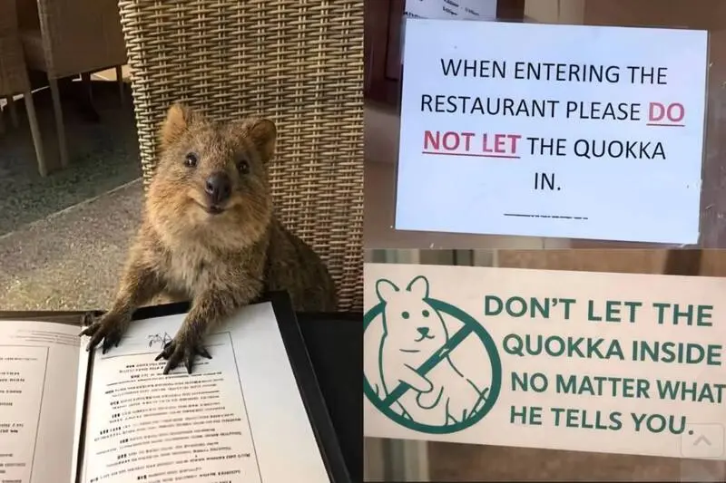 澳洲瀕危萌物短尾矮袋鼠（Quokka）因無視餐廳禁令、闖店燦笑的畫面爆紅全網。這類無天敵、親人溫馴的特有物種，棲地遭破壞數量銳減，可愛反差畫面引發全球網友熱議。（來源：AcervoCharts@X）