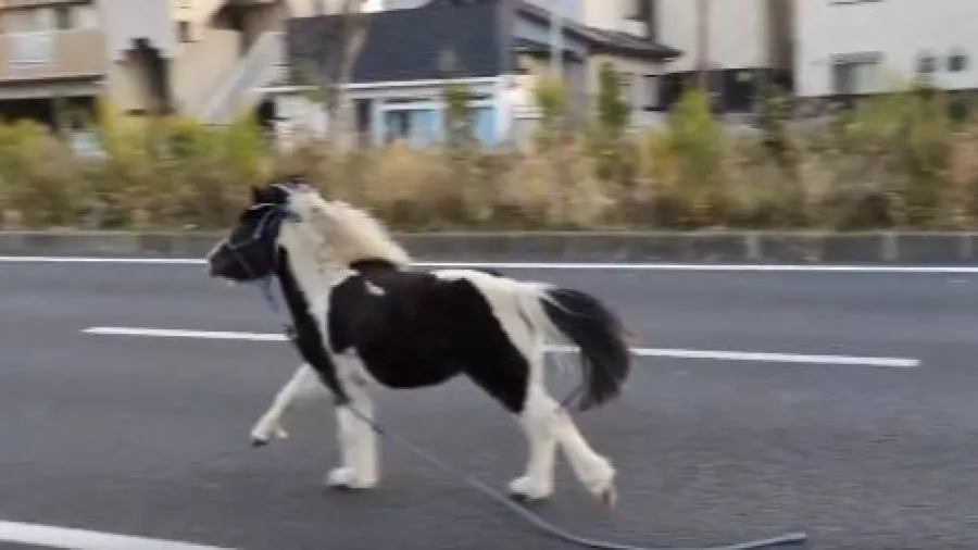 天降「神馬」！日本神奈川街頭現離家出走的神社寶物的封面圖片