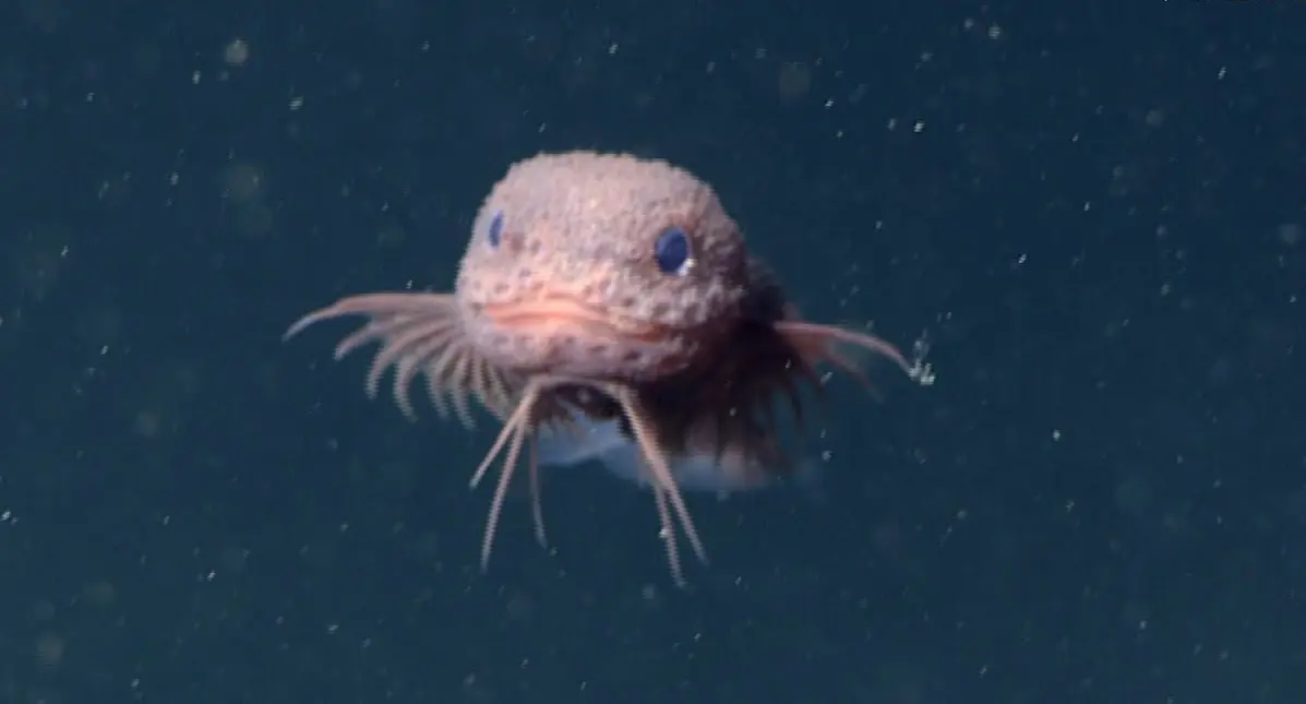 美國加州外海深海區域發現新物種「粉色蝸牛魚」，其外貌可愛，適應力強。（來源：MBARI (Monterey Bay Aquarium Research Institute)）@YouTube）