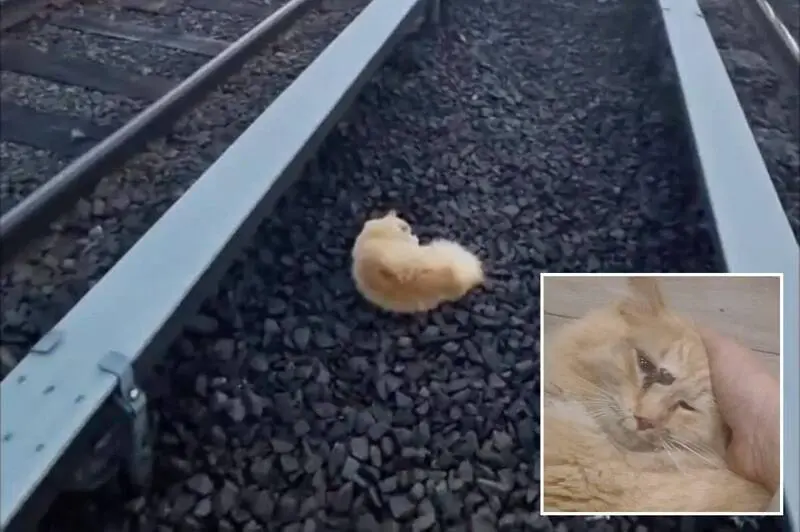 美國長島鐵路（Long Island Rail Road）一隻橘白小貓被列車撞擊後，在鐵軌上堅持一天，經德巴克（John DeBacker）與警方救援存活，被命名為加菲（Garfield），完美印證貓有九條命的傳說。（來源：X）