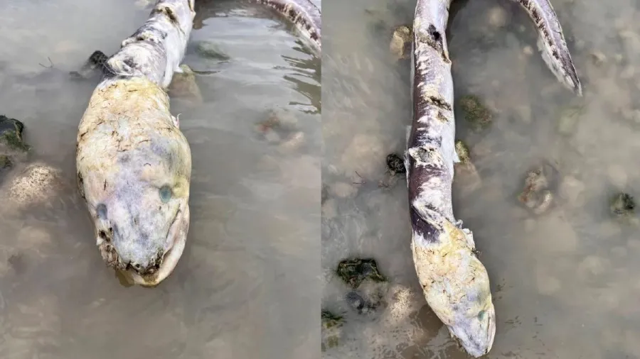 英國海岸驚現「巨型海怪」？專家揭祕：原來是康吉鰻登陸！的封面圖片