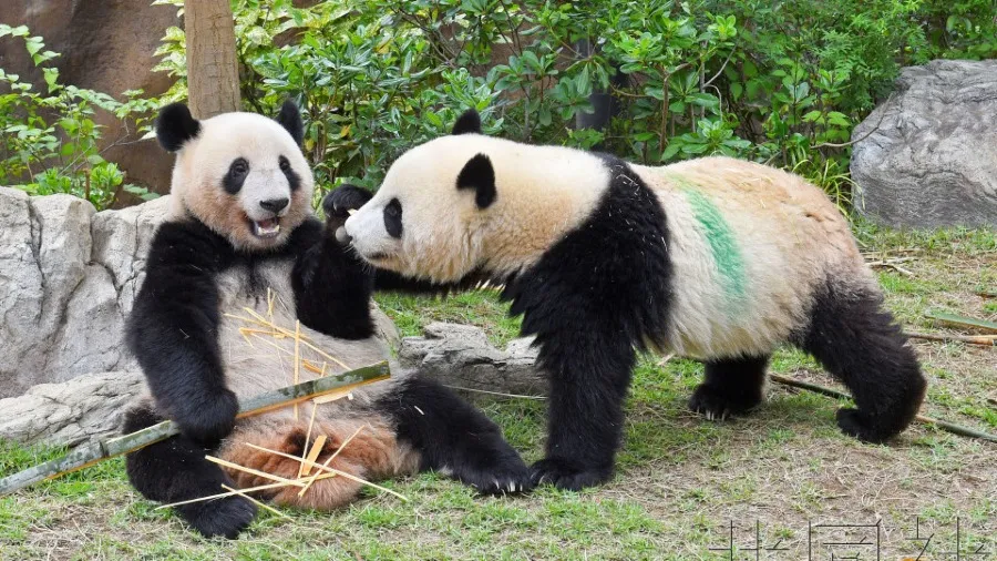 高市早苗「台灣有事」言論引中日危機 大熊貓曉曉蕾蕾返陸 日本面臨無熊貓窘境的封面圖片