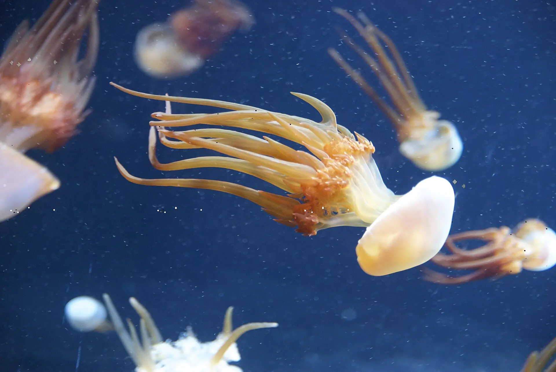 火水母（Fire Jellyfish）（來源：wikipedia）