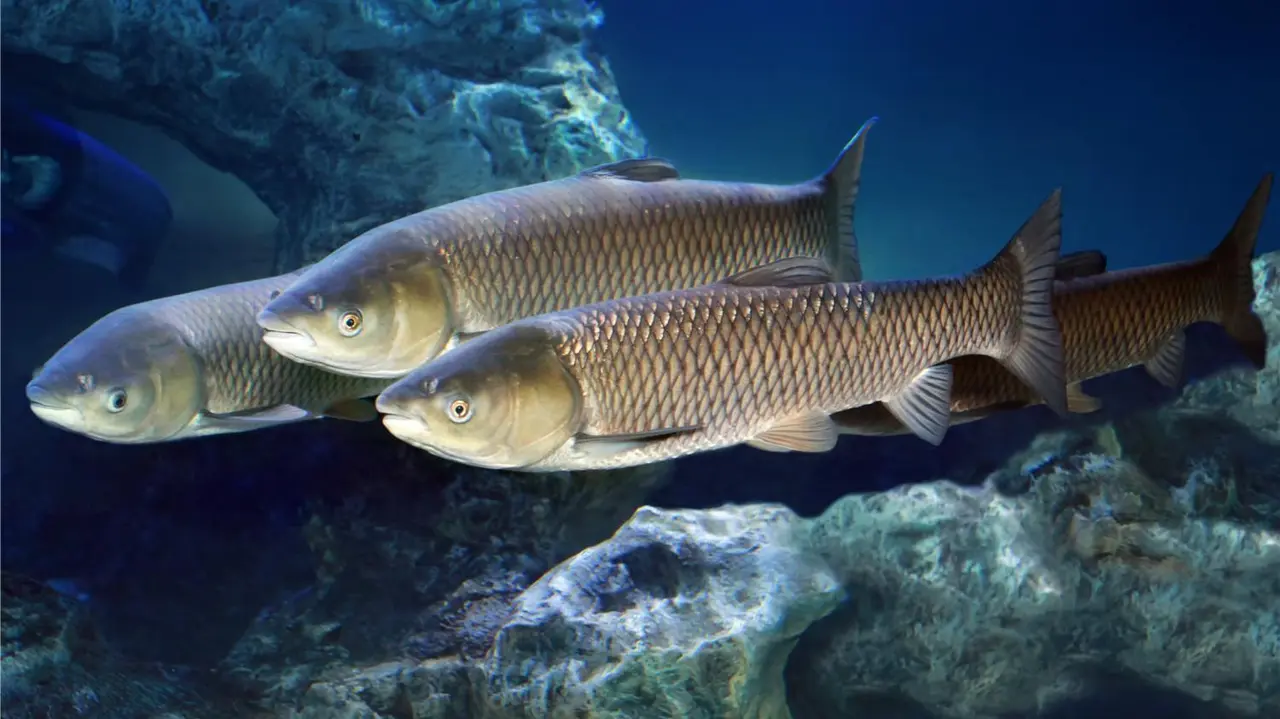 對習慣了淡水環境的它們來說，這片海洋從來不是什麼棲身之所，反倒像個到處是危機的「陌生之地」。（示意圖來源：網絡）