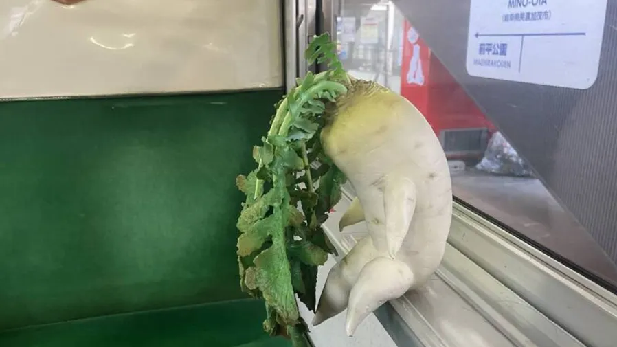 日本搭車竟遇「垂頭白蘿蔔」靜坐，網友：以為是有人假扮的封面圖片