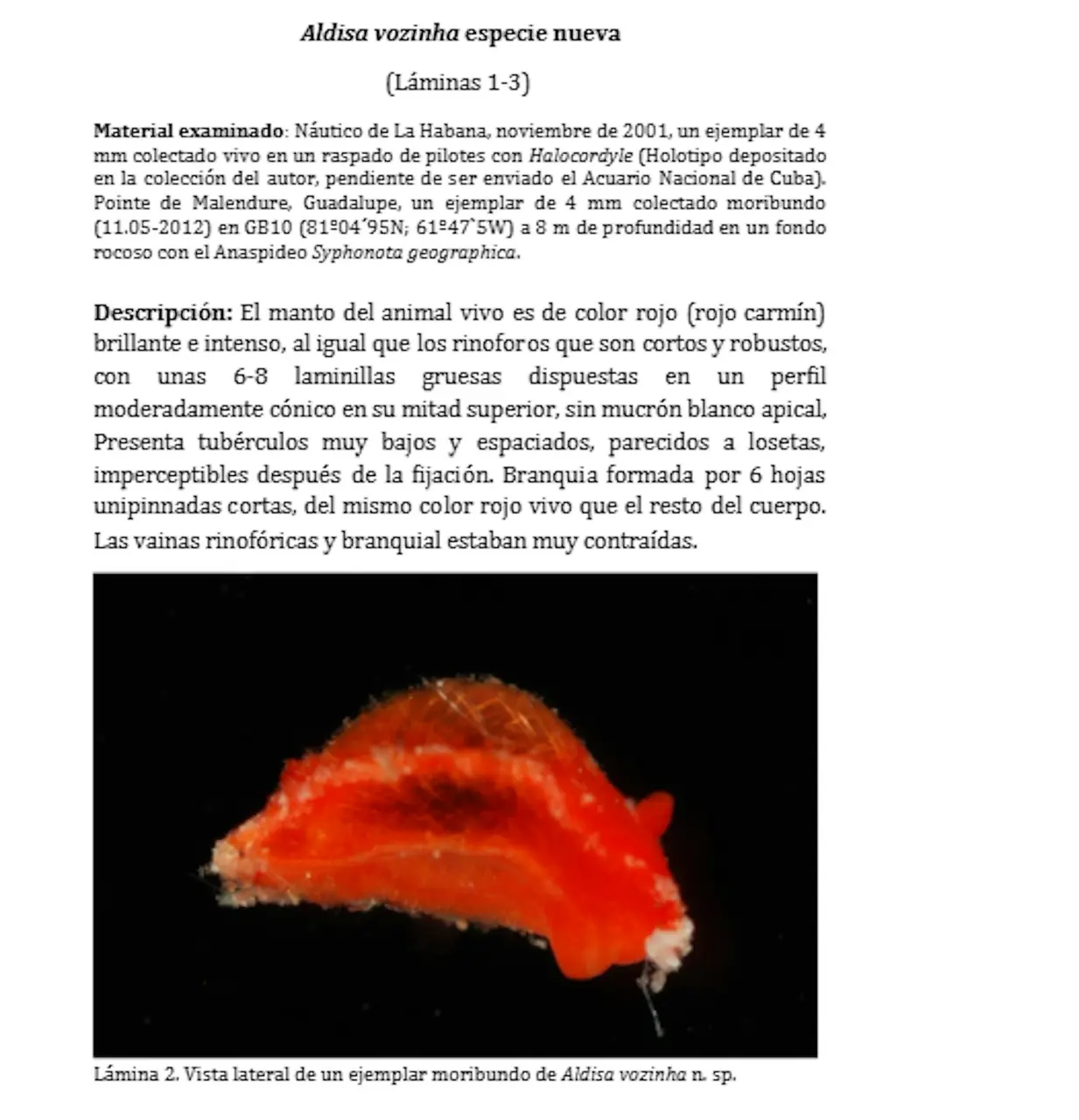 40歲佛得角門將禾仙夏（Aldisa vozinha）在世界盃上演驚奇表現，零封西班牙、硬撼梅西領軍的阿根廷，憑絕佳發揮圈粉無數。資深科學家為致敬他，將全新紅色海蛞蝓以其名字命名。（來源：researchgate）
