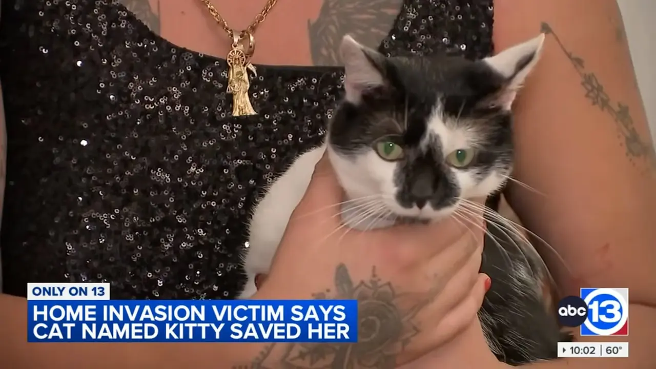 小貓咪Kitty竟敵兩持槍惡賊？美國女子遇劫全靠愛貓挺身護主！（視頻截圖來源： ABC13 Houston@YouTube）