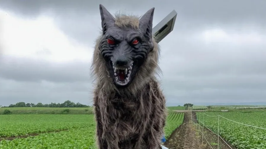 紅眼閃爍+狼嚎轟鳴！日本「怪獸狼」真能嚇退闖禍黑熊？的封面圖片