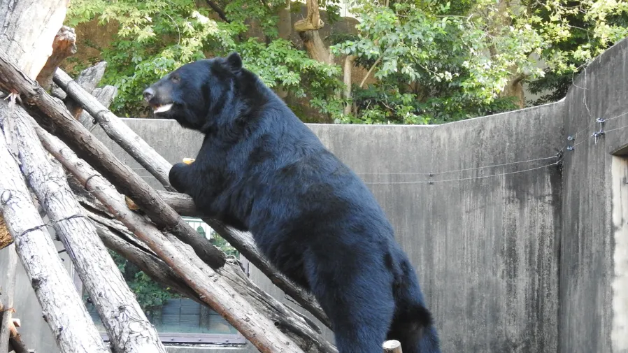 1天狂吞1.2萬大卡！日本上野動物園公開黑熊進食紀錄到底有多誇張？的封面圖片