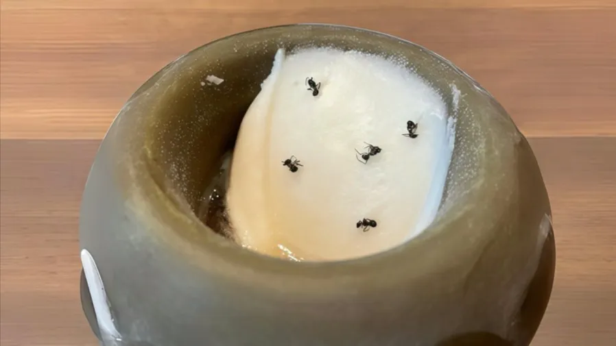 四年售出一萬兩千份螞蟻雪葩，韓國星級餐廳撈金翻車的封面圖片