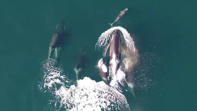 加拿大卑詩省外海拍攝到珍貴畫面：向來被視為海洋頂級掠食者的虎鯨（Killer Whales），竟與太平洋白邊海豚（Pacific white-sided dolphins）跨物種合作，圍獵帝王鮭（Chinook salmon）。（來源：英屬哥倫比亞大學等研究團隊）