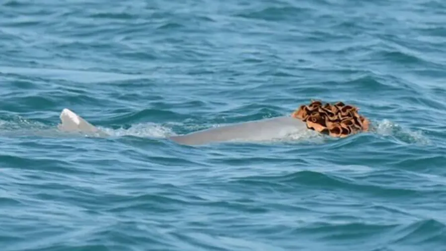 澳洲雄海豚自備「海綿假髮」,竟是泡妞的秘密武器!的封面圖片