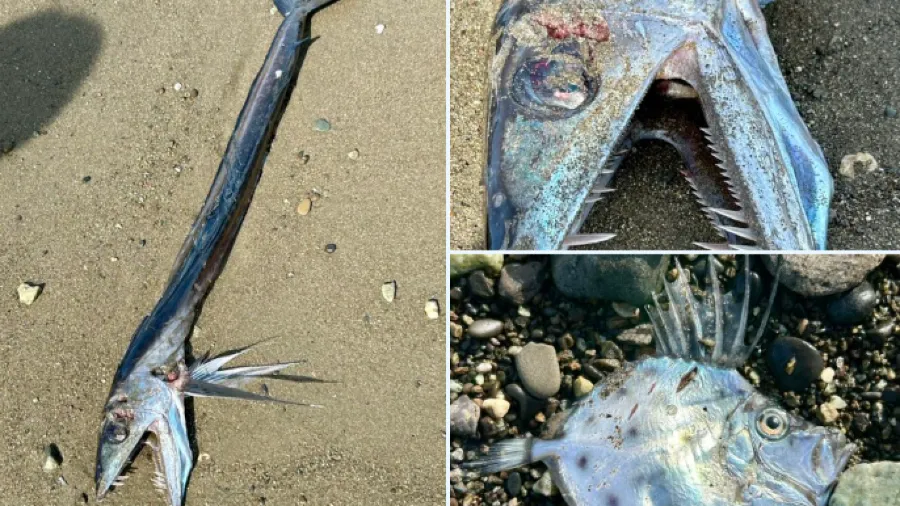 日本海岸驚現尖牙利齒怪魚，現身岸邊真的暗藏地震徵兆？的封面圖片