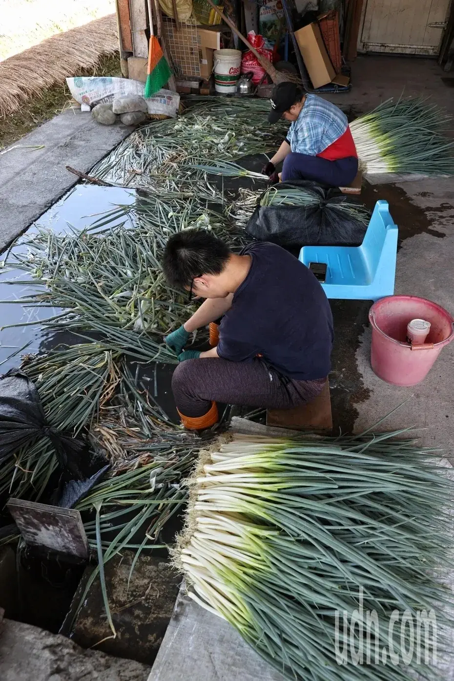 宜蘭三星的蔥農趁著巴威颱風來臨前的空檔，趕緊搶收三星蔥。(聯合報)